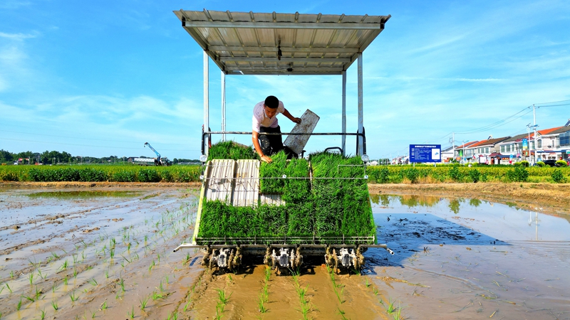 戴宏在無(wú)人駕駛的插秧機(jī)上作業(yè)。常德日?qǐng)?bào)社 王明睿 攝