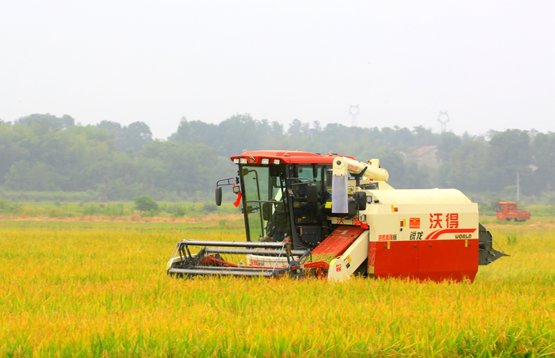 早稻收割忙，農(nóng)機(jī)來(lái)助力。常德市鼎城區(qū)融媒體中心供圖